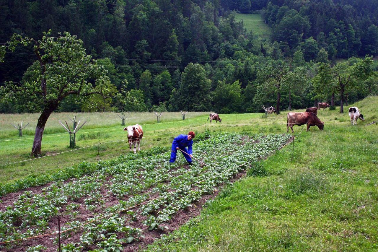 Farm Stay Bukovje Ljubno Bagian luar foto